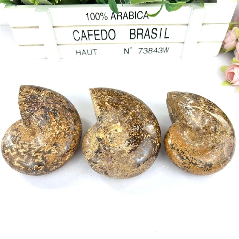 Wholesale Natural Polished Ammonite Chrysanthemum Snail Fossils for Home Decoration