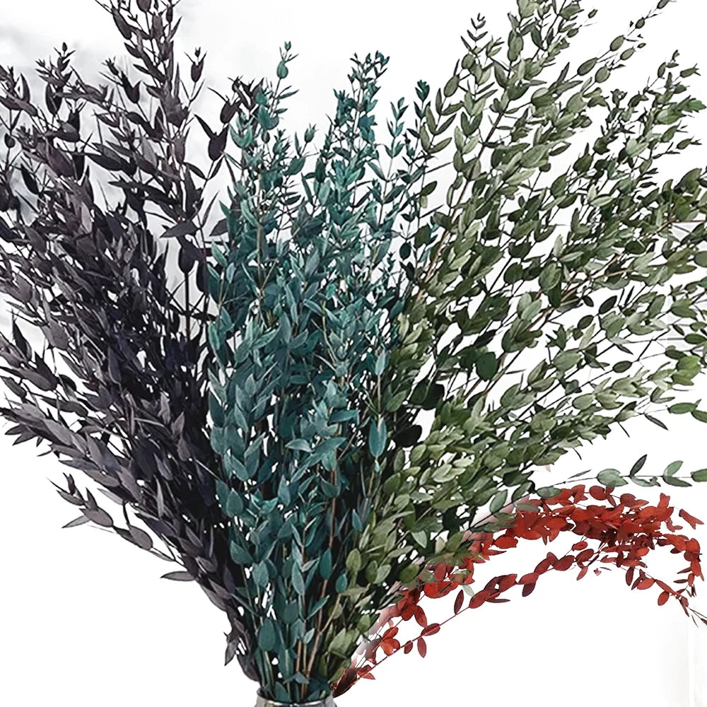 Hot Sale Natural Spiral Eucalyptus Real Preserved Copper Eucalyptus Globulus Wedding Home Flower Arrangement for Dried