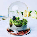 Handmade Clear Transparent High Borosilicate Glass Dome Vase Eco Friendly BPA Free Home Decor Modern Style for Plant Terrarium