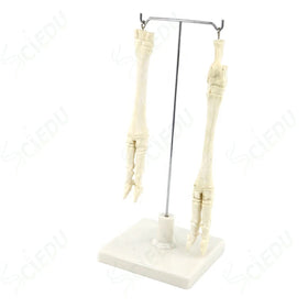 Plastic Sheep's Leg Bone Animal Anatomical Skeleton Model