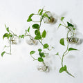 Custom Glass Vases Wholesale Cheap Wall Hanging Decorative Plant Glass Pots
