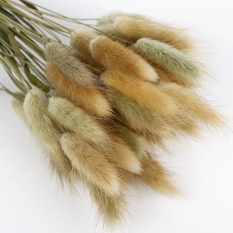 Wholesale Top Selling Dried Flowers Rabbit Tails Natural Home Decoration Dry Lagurus Ovatus Bunny Rabbit Tail Grass