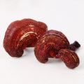 Chinese Traditional Herbal 100% Natural Edible Reishi Wild Herbal Dried Mushroom Reishi Whole Raw Material