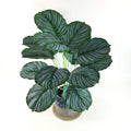 Leaf Calathea Bonsai Simulation Plant Green Artificial Tree Tropical Design Style Made Plastic Features Fake Monstera Design