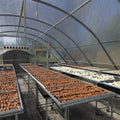 In Stock Large Single-Span Polycarbonate & PE Film Greenhouse 8*20 Meters Single Layer Food Drying Chilli Dry