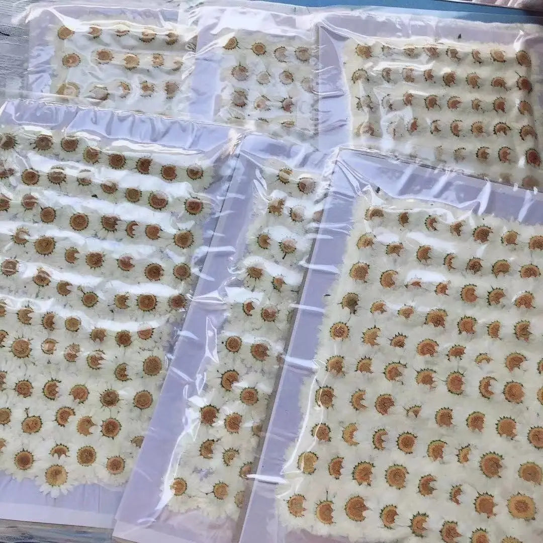 Y-E005 Natural Real Chrysanthemum Flower White Daisies Dried Pressed Flowers for Resin Jewelry Necklace Cardmaking Ring