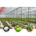 BAOLIDA Vegetable Growing Green House Film Covering High Tunnel Hot House Multi-span Greenhouses