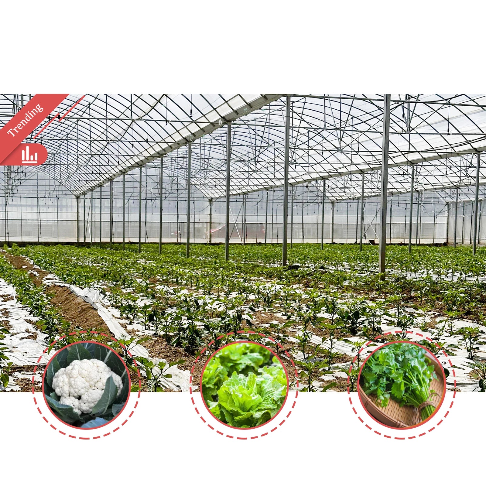 BAOLIDA Vegetable Growing Green House Film Covering High Tunnel Hot House Multi-span Greenhouses