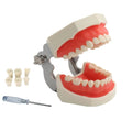 Typodont Detachable 28 PVC Teeth Model Multi-Purpose Articulated Anatomy Teeth Whitening Accessories for Teaching Study Schools