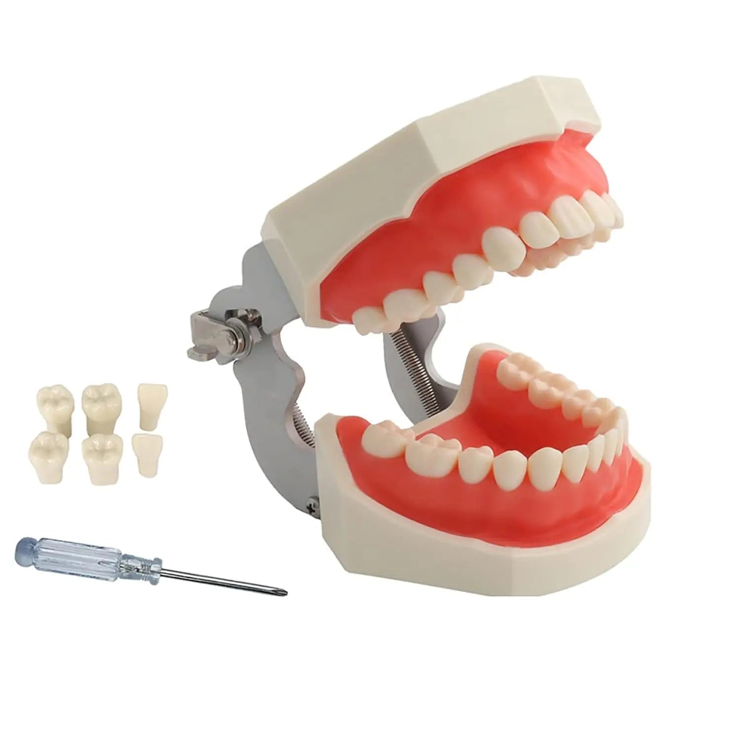 Typodont Detachable 28 PVC Teeth Model Multi-Purpose Articulated Anatomy Teeth Whitening Accessories for Teaching Study Schools