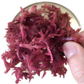 N11 Factory Supplying Cheap Prices Dried Gelidium Amansii