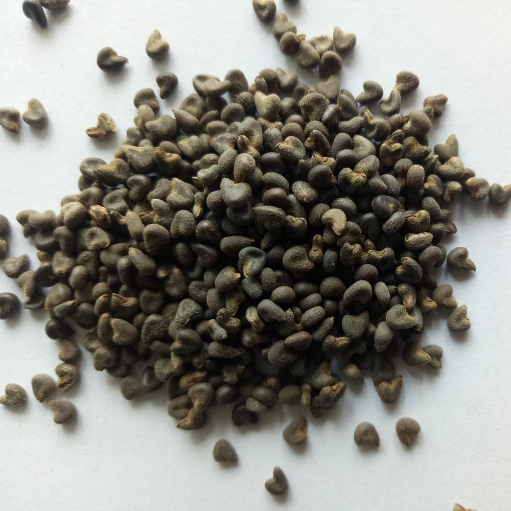 Black Color Natural Raw Dried Seed of Chingma Abutilon for Sale