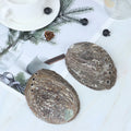 Natural Aquarium Landscape Crafts Raw Abalone Shell