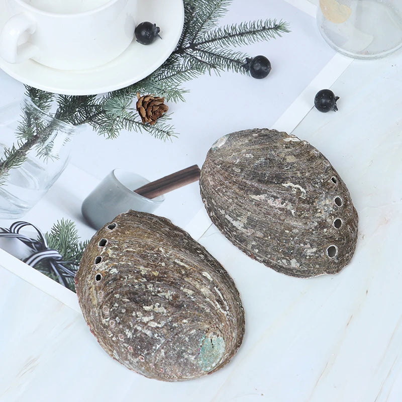 Natural Aquarium Landscape Crafts Raw Abalone Shell
