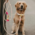 Luxury Solid Hands-Free Handwoven Dog Leash - Heavy-Duty Nylon with Ribbon Comfortable & Durable for Large Dogs