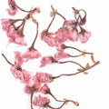 Ying Hua Natural Salt-Pickled Sakura Cherry Blossom Flower Tea