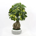 China Suppliers UV Resistant Cheap Fake Bonsai Umbrella Plant Faux Mini Artificial Schefflera Tree for Indoor Outdoor Decor