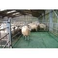 Factory Directly Supply Prefabricated House Steel Sheep Goat Shed Plastic Floor