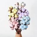 O-X696 Wholesale Big Bundle Dried Flower Cotton Colorful Cotton Flower 10 Heads Natural Dried Flowers Cotton for Home Wedding