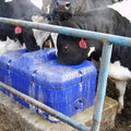 Cow Water Trough Plastic Other Animal Husbandry Equipment Drinking Bowl Farm Equipment