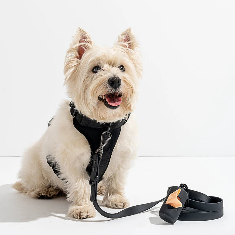 2025 Premium Animaux De Compagnie Compagnie Ensemble Collier Et Laisse Pour Chien