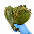 Dried Soursop Leaf Natural Graviola Wild Plant Leaves Bulk Vacuum Pack Guanabana Leaves Tea Organic Farming Import From Vietnam