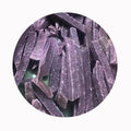 SHARP DRAGON IQF Frozen Steamed Purple Sweet Potato Dice 1*1cm Grade A-Healthy