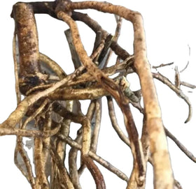 San Ye Wu Jia New Wild Dry Trifoliate Acanthopanax Root for Herb