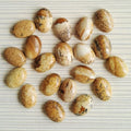 diy AAA Quality Oval Shape Semi Precious Stones Jewelry Making 13*18mm Picture Jasper Cabochon Gemstone crafts