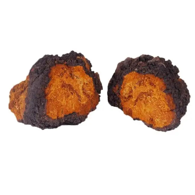 Birch Wood Inonotus Obliquus Fungus Chaga Freeze Dried Whole Chaga Mushroom