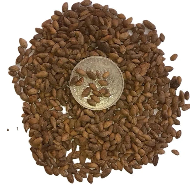 1kg Rivercense Brand Wholesale Raw Natural Mature Pinus Massoniana Seeds Whole Nuts Grow Tree China Origin