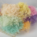 Wholesale Dream Dried Millions Star Flower Preserved Home Decoration for Graduation Christmas Chinese New Year & Father's Day