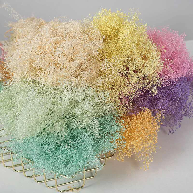 Wholesale Dream Dried Millions Star Flower Preserved Home Decoration for Graduation Christmas Chinese New Year & Father's Day