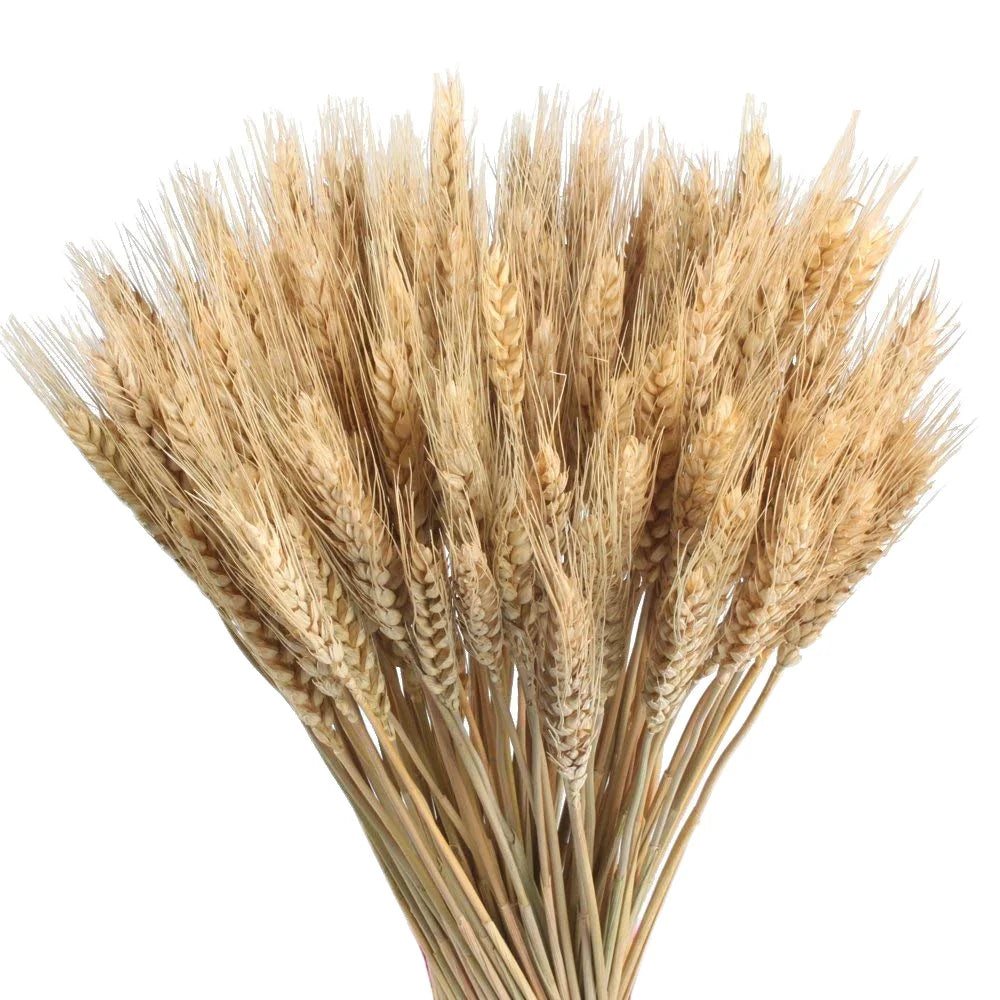 Natural Dried Wheat Bouquet Dry Wheat Stalk Sheaves Straw Bale Decorative Dried Wheat for Table Party Arrangement MegaBDM