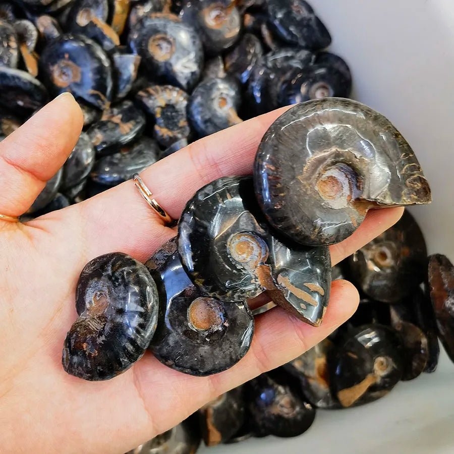 3-6 cm Natural Black Ammonite Fossils Wholesale Polished Fossil