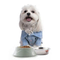 Stainless Steel Dog Bowl Eco-friendly Pet Supplies Double Layer Dual Use Pet Bowls