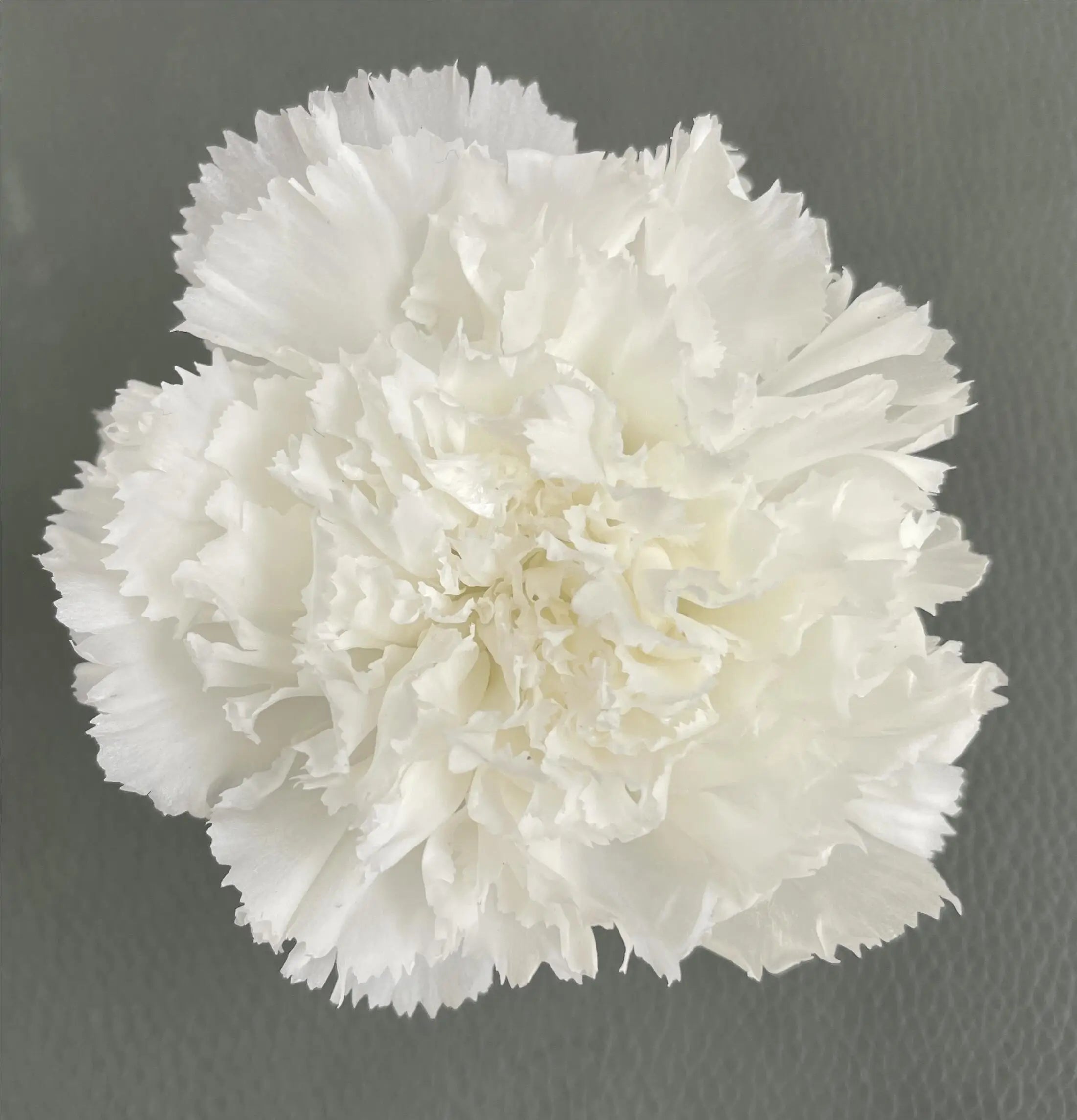 Wholesale Mother's Day Graduation Christmas Flower Arrangement 4-5CM Real Touch Preserved Carnation Flowers Head for Wall