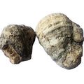 Wild Fungus Wholesale Dried RAW Tree Parasite Whole Fomitopsis Officinalis Mushrooms Medicinal Fungus