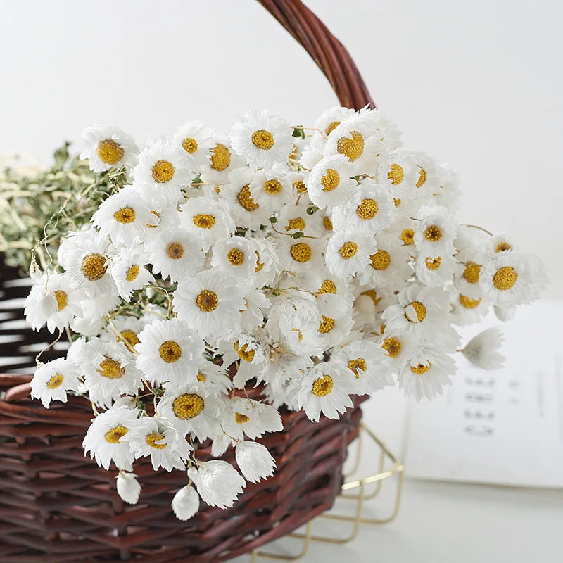 Yunnan Manufacturers Directly for Hot Style Small Daisy Wedding Decoration