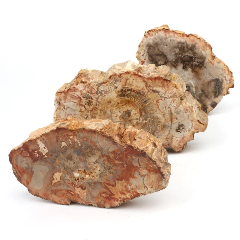 Natural Raw Xylopal Big Size Woodstone Wood fossil Stone