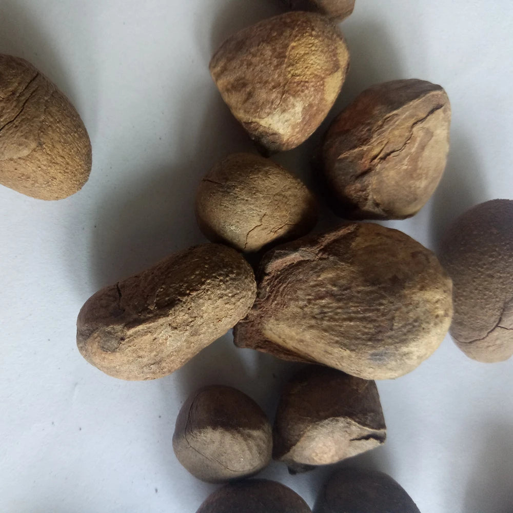 Da Feng Zi Natural Raw Hydnocarpus Anthelmintica Fruits Semen for Sale