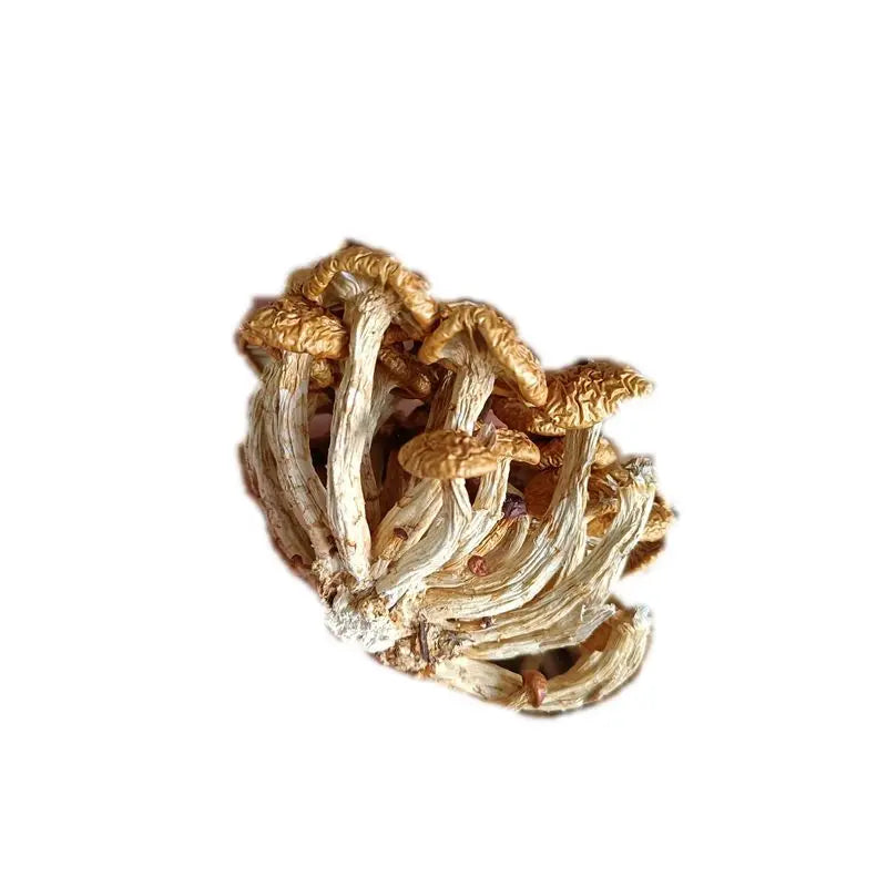 Natural Raw Cultivated Edible Food Grade Dried Tuscany Mushroom Golden Head Fungus Rivercense