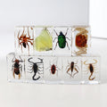 Wholesale Real Insect in Resin Paperweights Resin Crafts Insect Specimen Acrylic Paperweight for Kids Teaching Resources