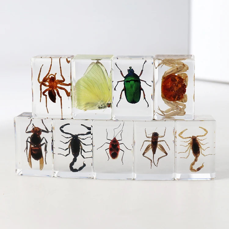 Wholesale Real Insect in Resin Paperweights Resin Crafts Insect Specimen Acrylic Paperweight for Kids Teaching Resources