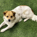 Landscaping Carpet Artificial Lawn Carpet Turf Floor Craft Decor Landscape Artificial Grass for Dogs