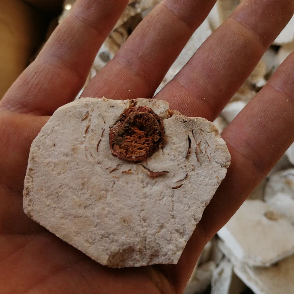 Fushen Core Part Tuckahoe with Pine Indian Bread with Pine Slices for Sale