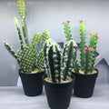 New Custom Cactus Simulation Home Decoration Bonsai Garden Decoration