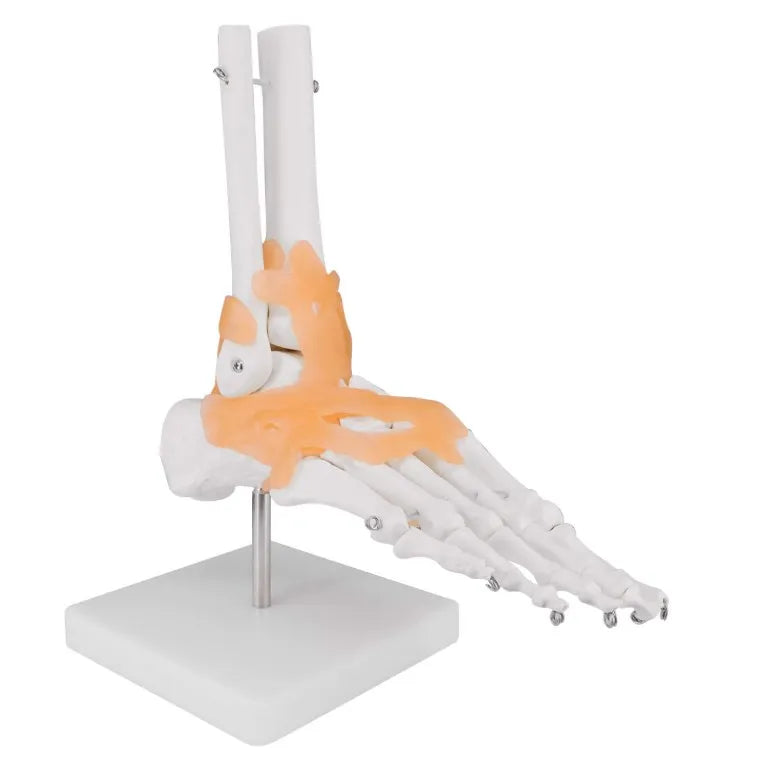 Life Size Foot Joint Model With LigamentsKouber Human Anatomical Model