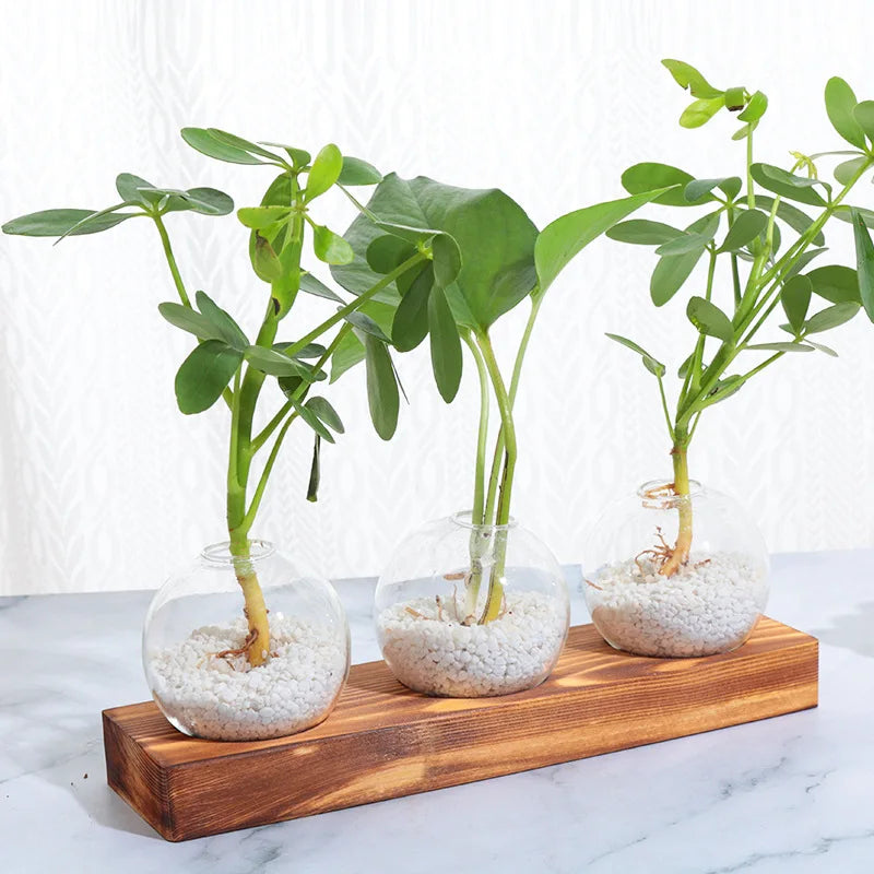 Small Fresh Glass Vase Water-grown Green Plant Arrangement Container Home Gardening Countertop Display Wooden Art Ornaments