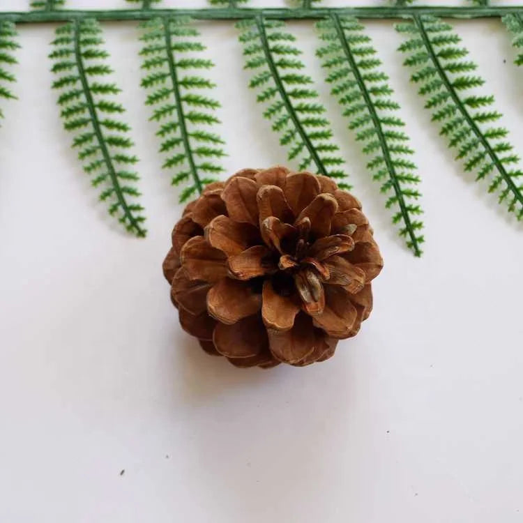 2167 Song Guo 5-6cm Pine Cone Decoration for Christmas Pine Cones Ornament Pine Cones Natural 1 Pcs